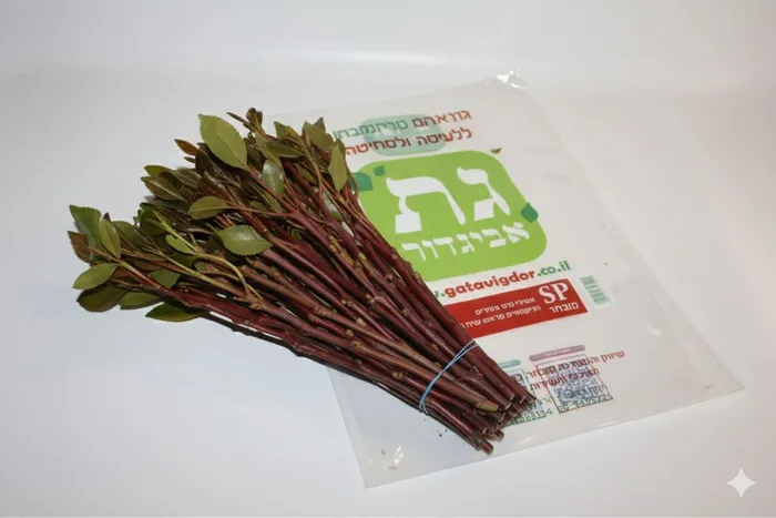 אגד גת מזן SP גבעול