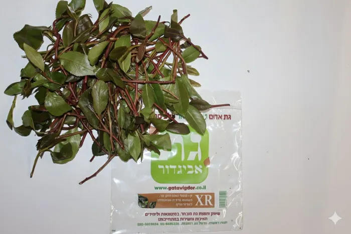 אריזת גת מזן XR של גת אביגדור